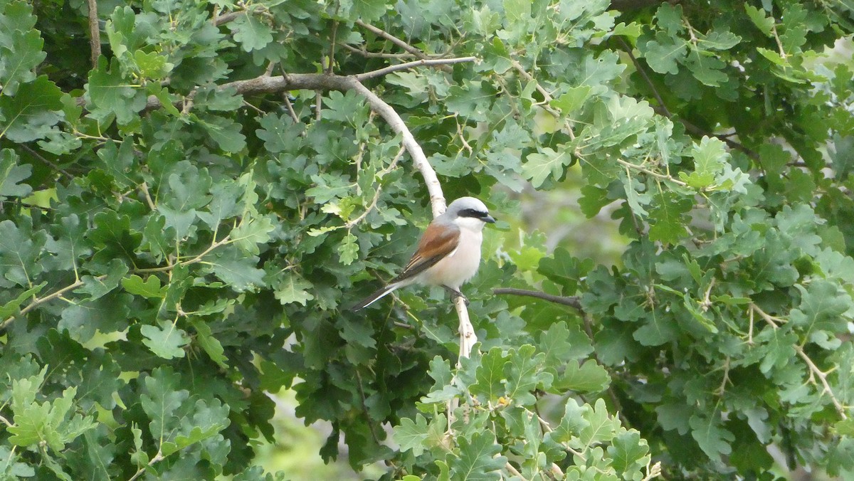 Red-backed Shrike - ML620670864