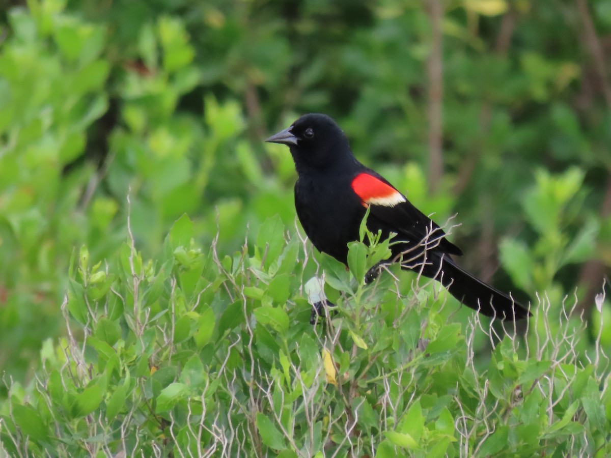 Red-winged Blackbird (Red-winged) - ML620670865