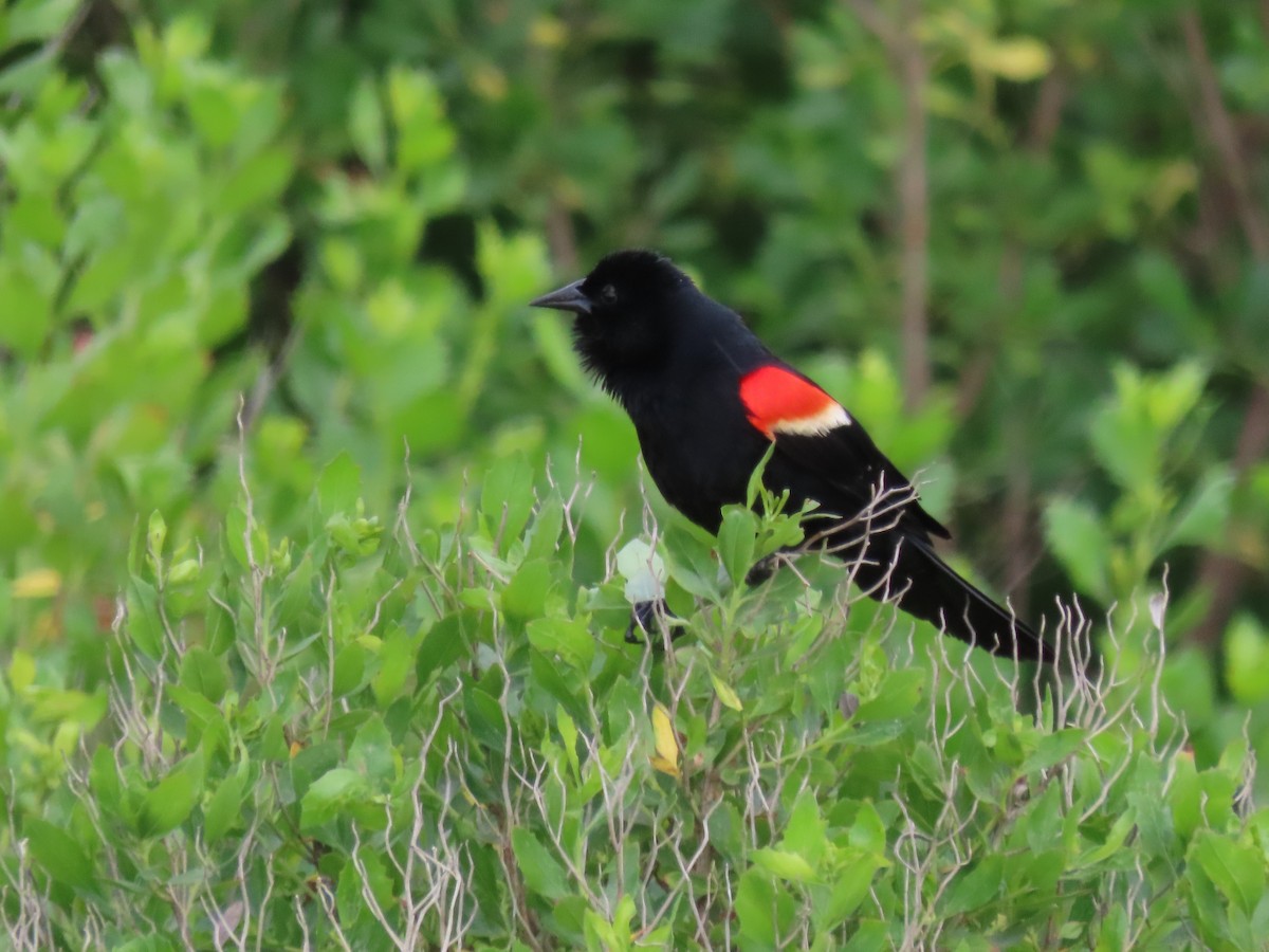 Red-winged Blackbird (Red-winged) - ML620670866