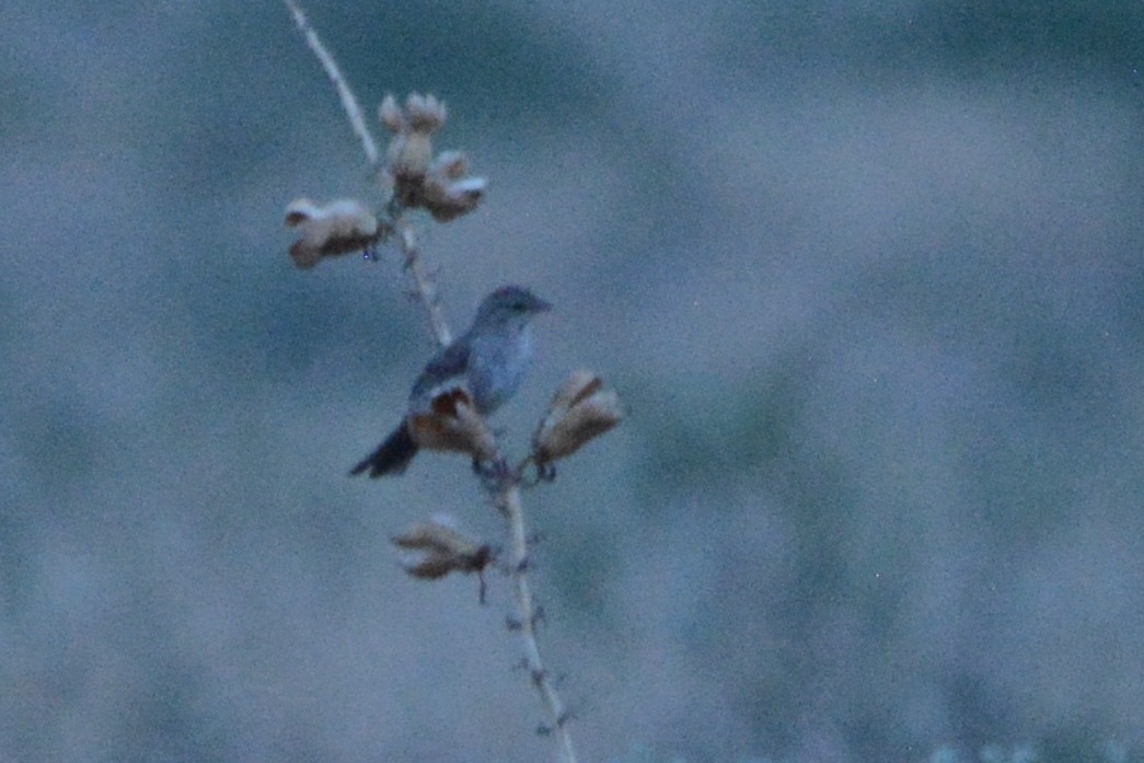 Cassin's Sparrow - ML620670867