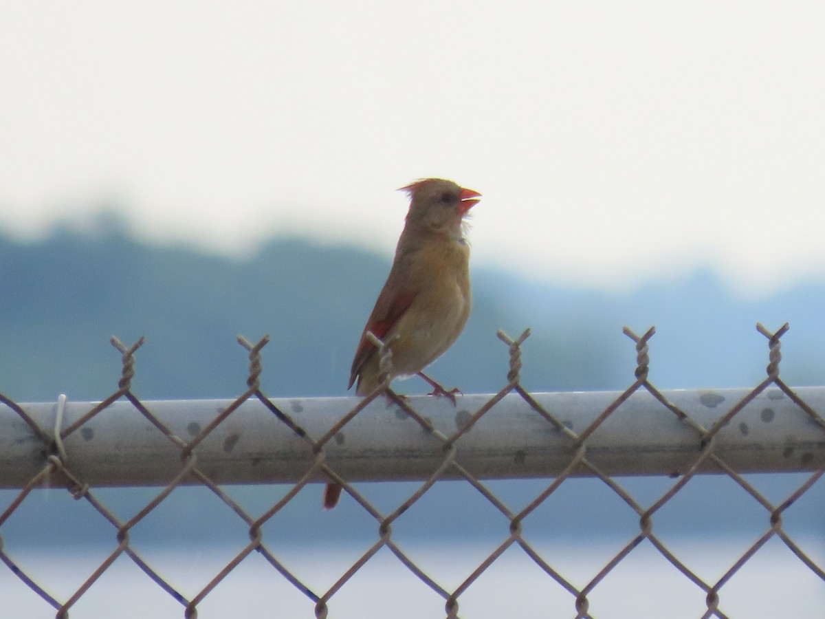 Northern Cardinal (Common) - Port of Baltimore