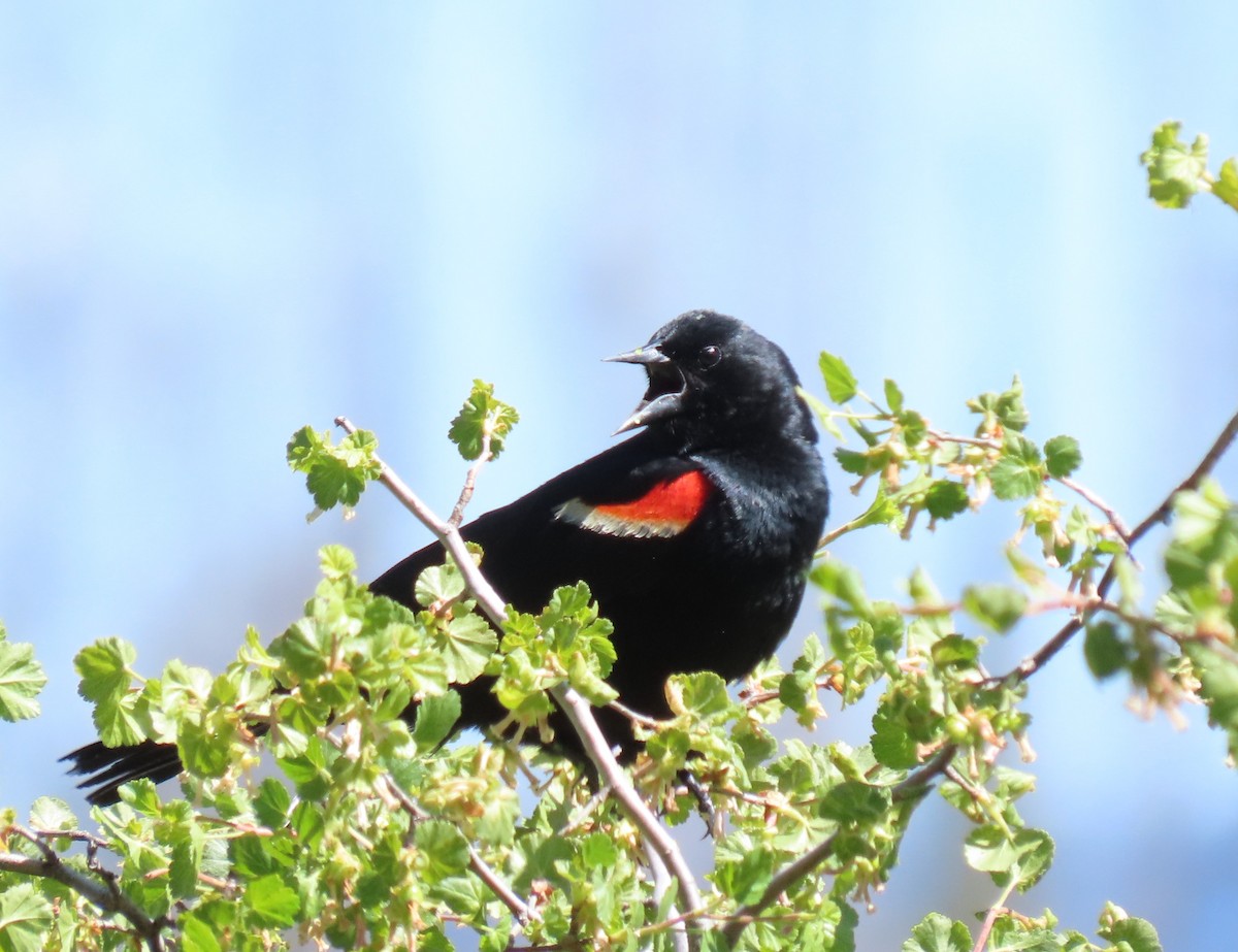 Red-winged Blackbird - ML620670870