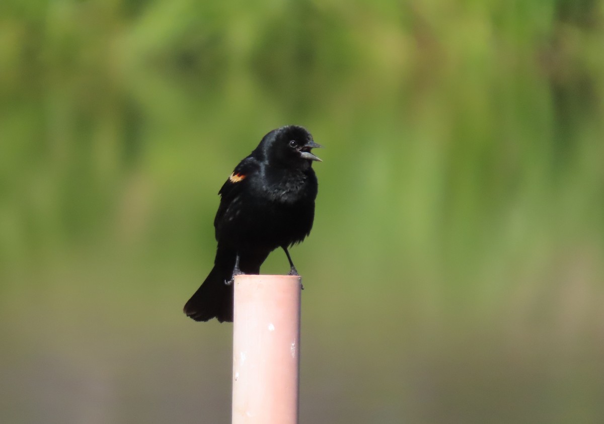 Red-winged Blackbird - ML620670871