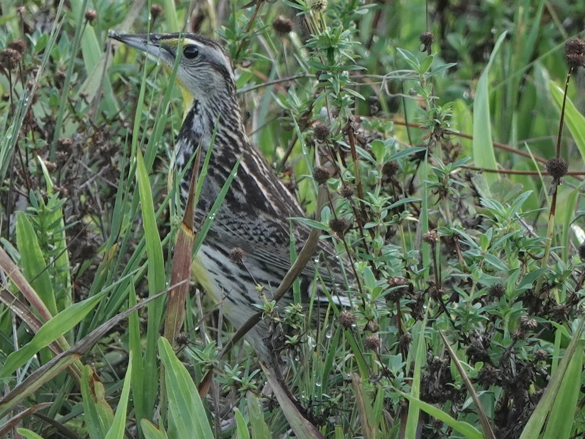 Eastern Meadowlark - ML620670872