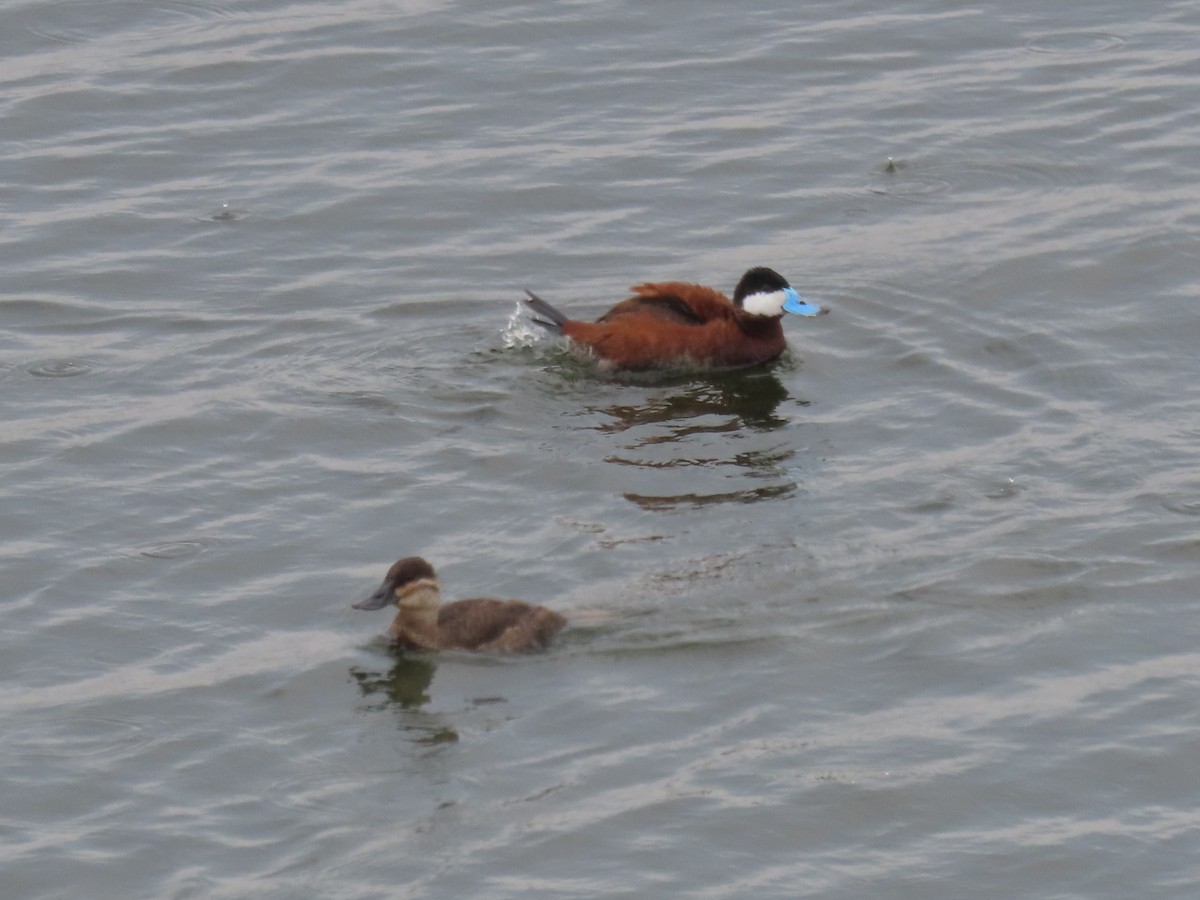 Ruddy Duck - ML620670875