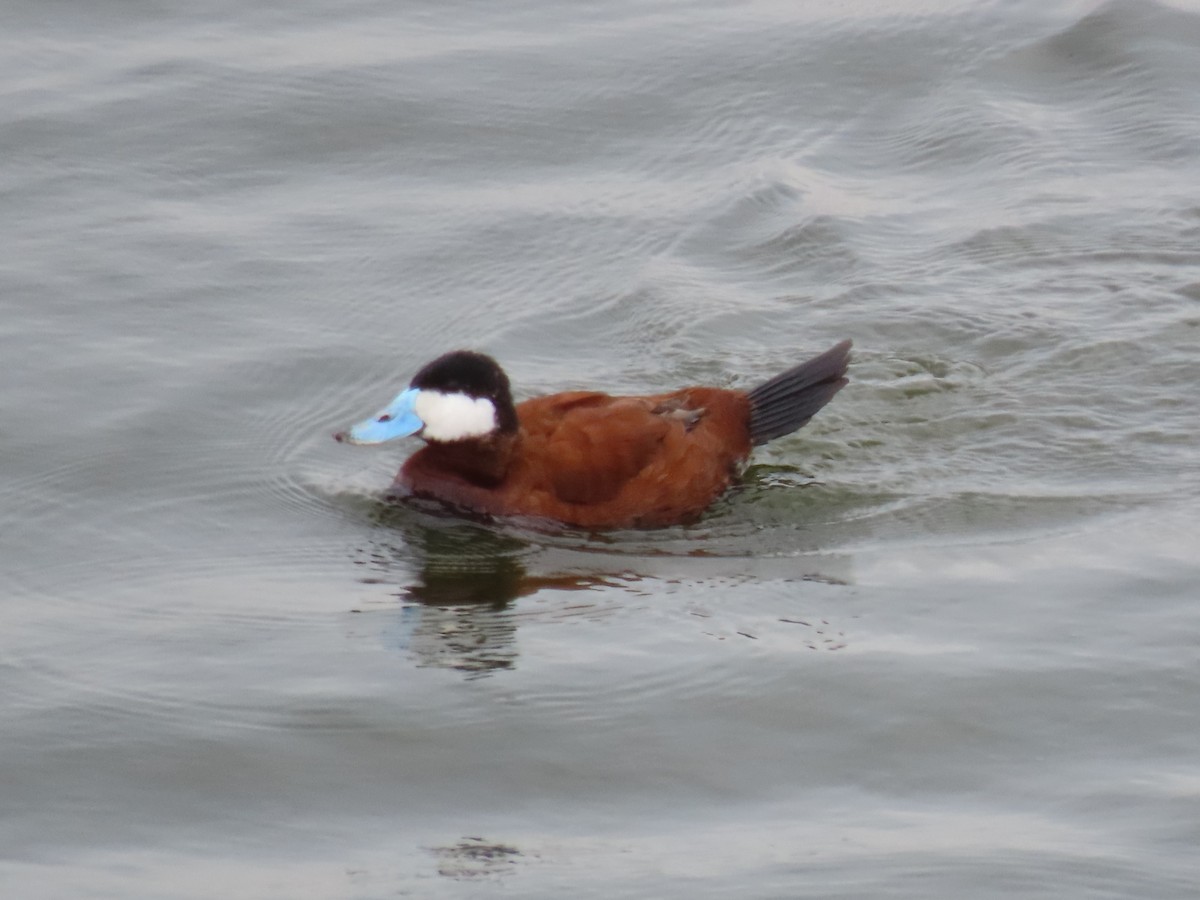 Ruddy Duck - ML620670876