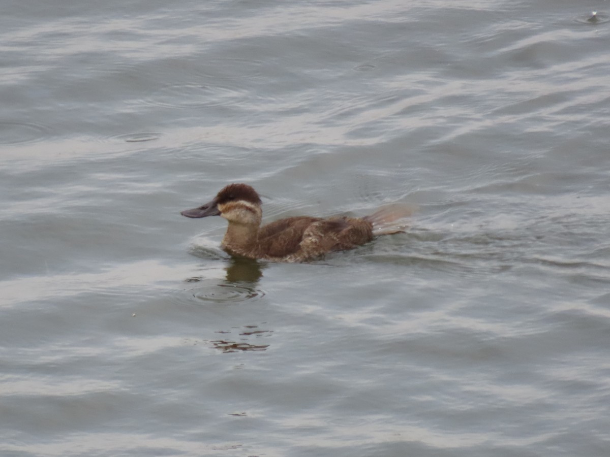 Ruddy Duck - ML620670877