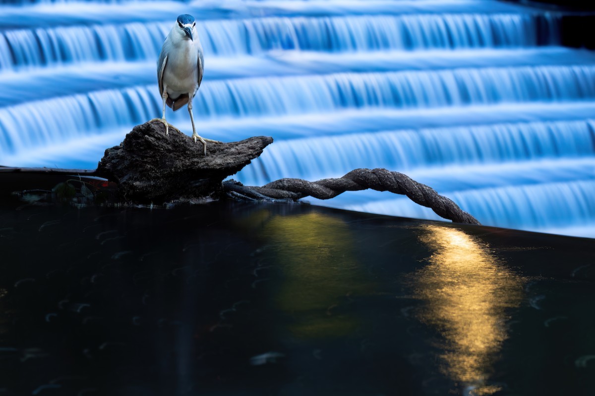 Black-crowned Night Heron - ML620670878