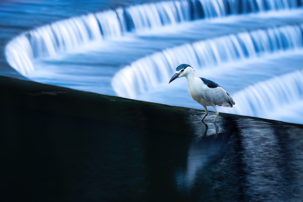 Black-crowned Night Heron - ML620670879