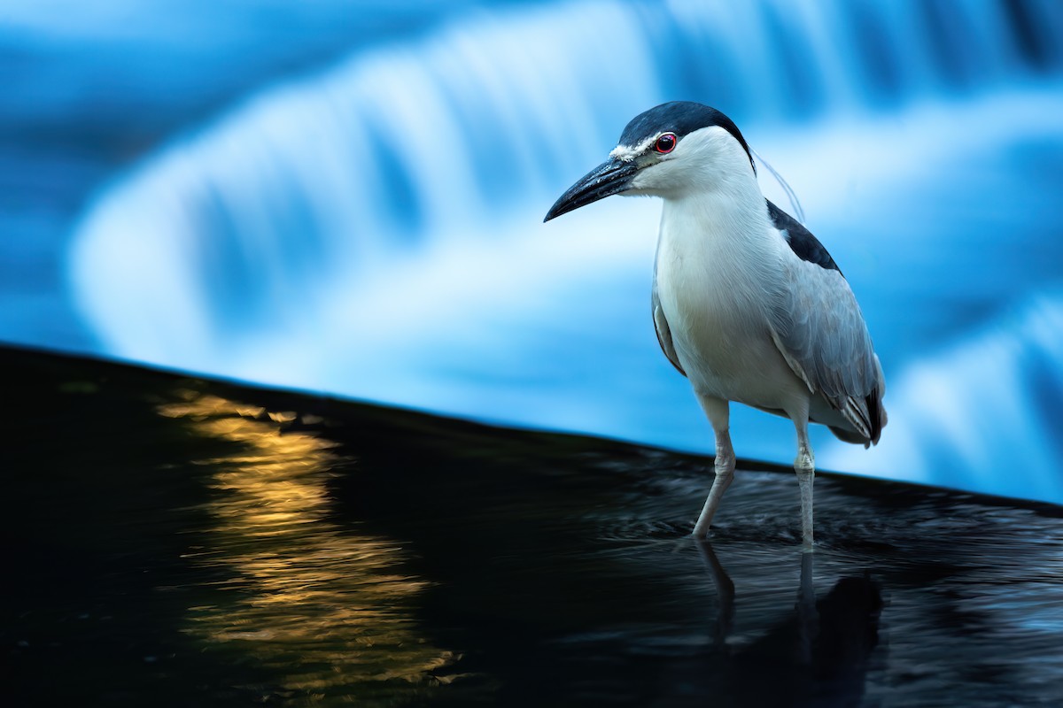 Black-crowned Night Heron - ML620670880