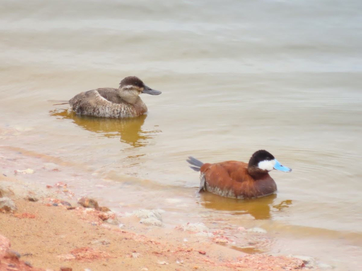 Ruddy Duck - ML620670881