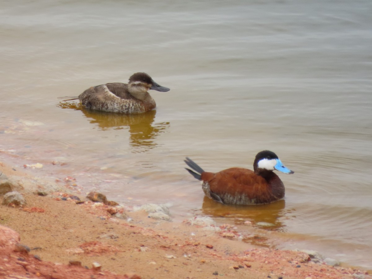 Ruddy Duck - ML620670882