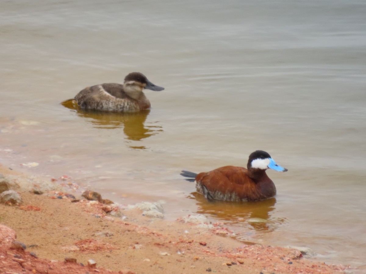 Ruddy Duck - ML620670883