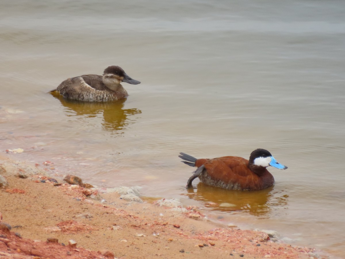 Ruddy Duck - ML620670884