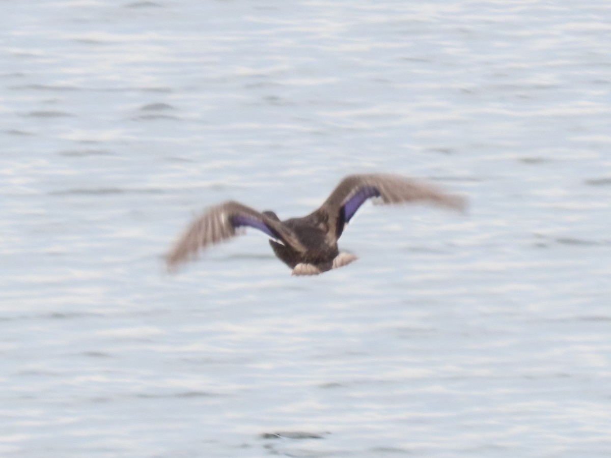 Mallard x American Black Duck (hybrid) - ML620670887