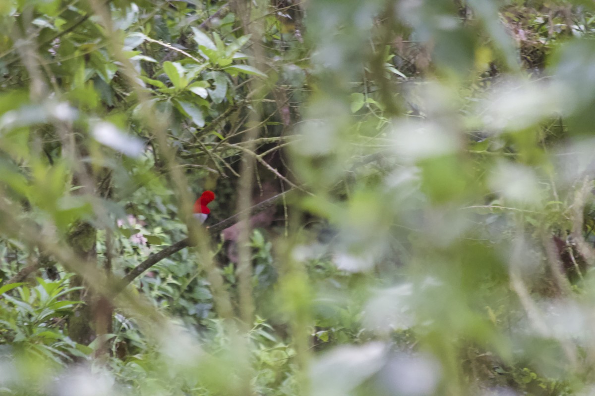 Andean Cock-of-the-rock - ML620670896