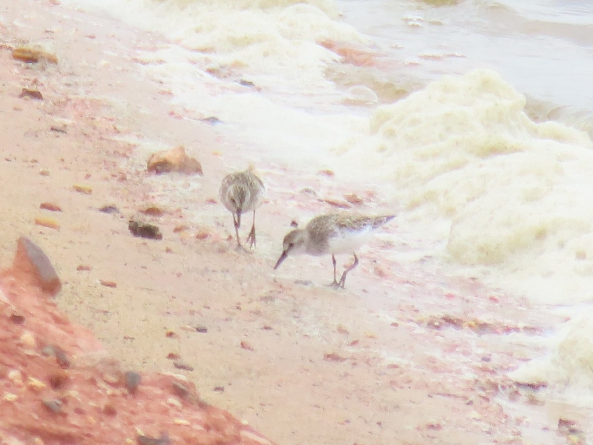 Semipalmated Sandpiper - ML620670899