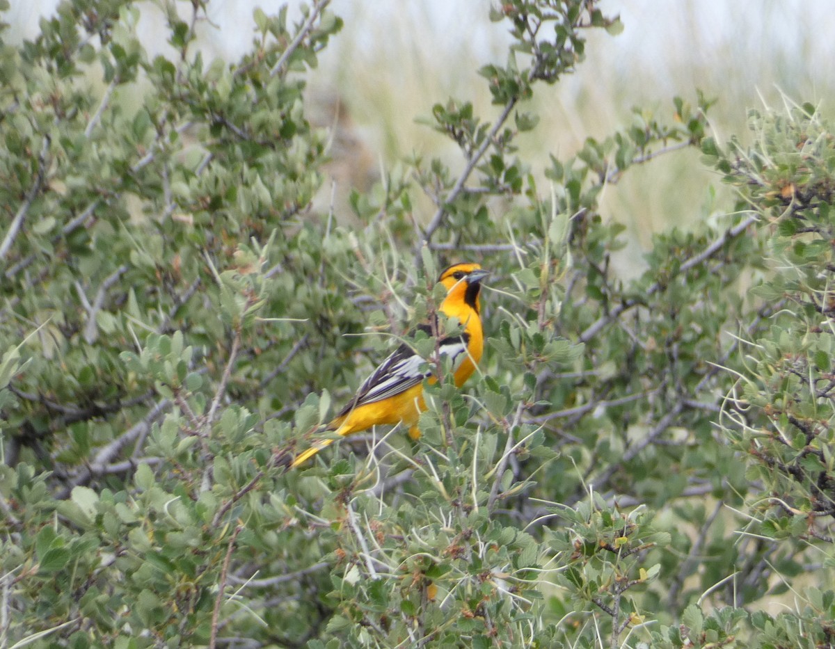 Bullock's Oriole - C Long