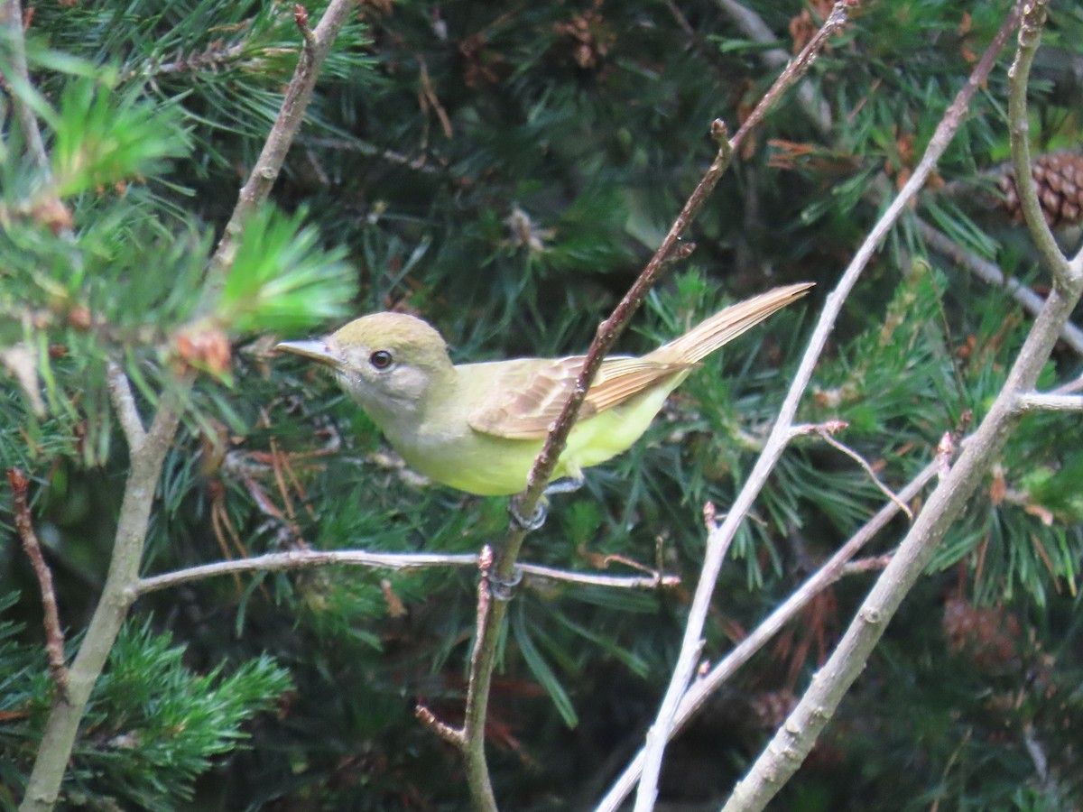 Great Crested Flycatcher - ML620670903