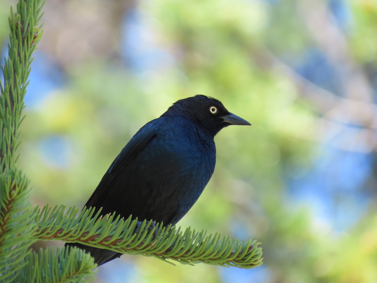 Brewer's Blackbird - Andrew Rivinus