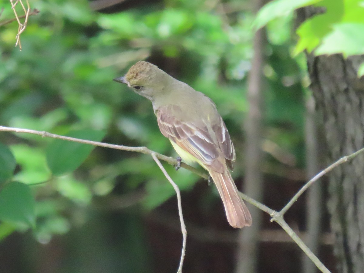 Great Crested Flycatcher - ML620670909