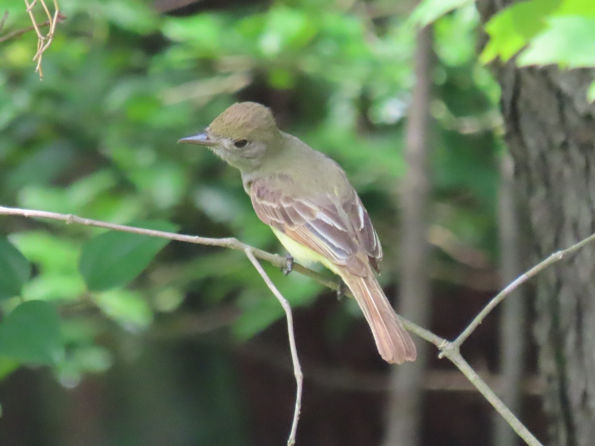 Great Crested Flycatcher - ML620670910