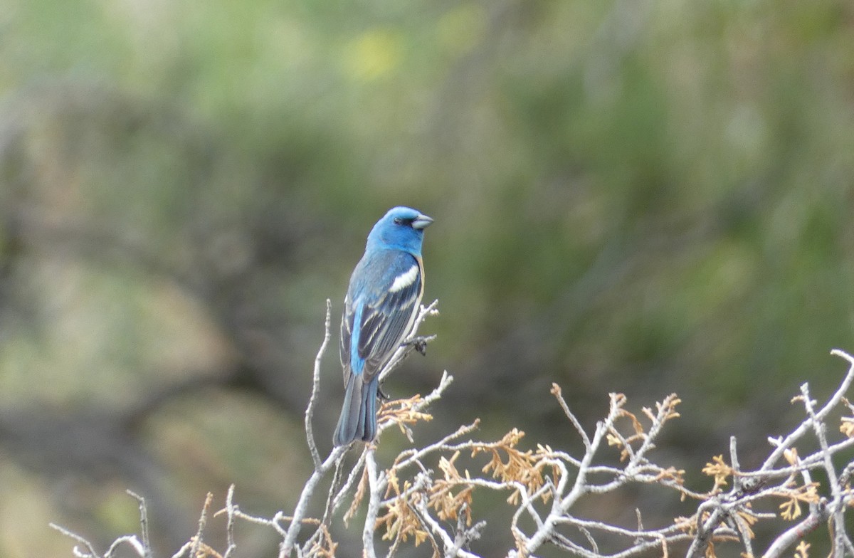 Lazuli Bunting - ML620670911