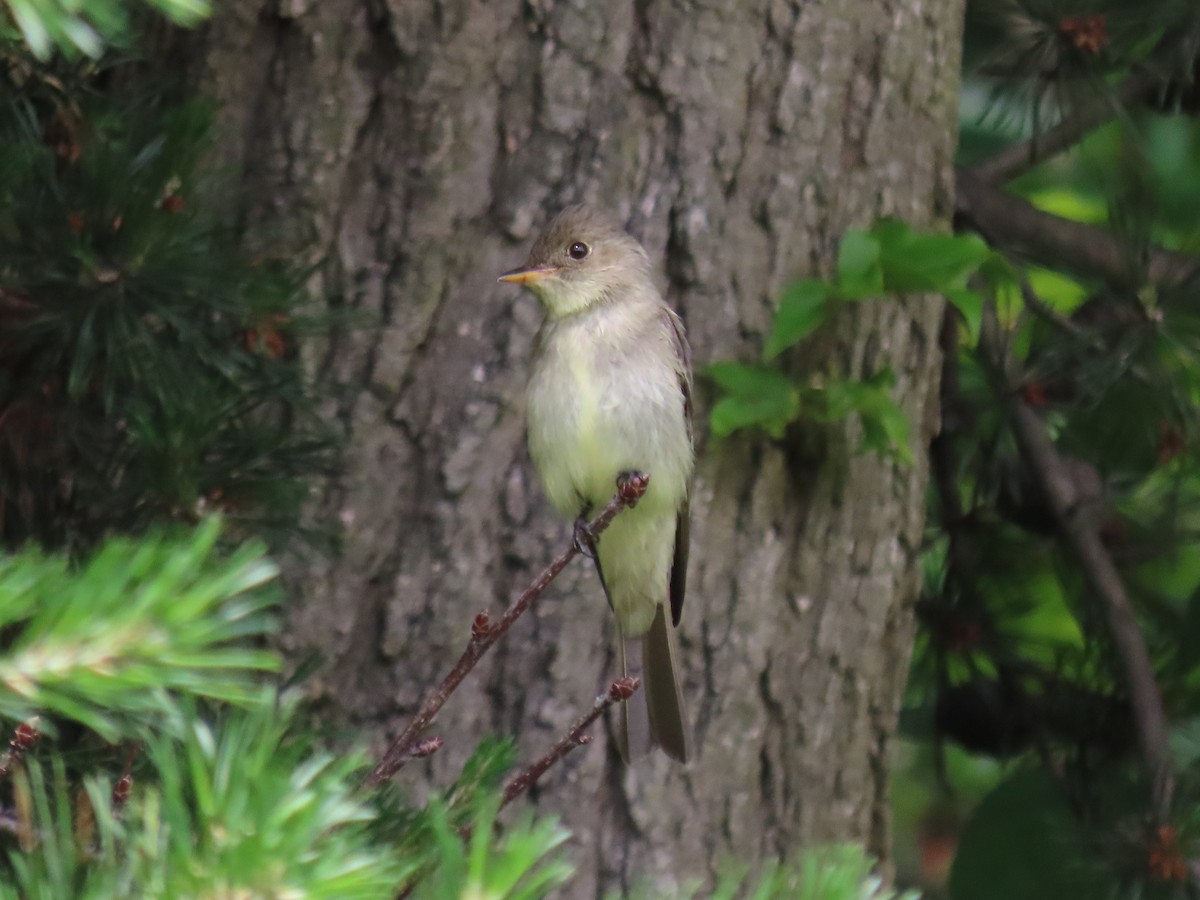 Eastern Wood-Pewee - ML620670914