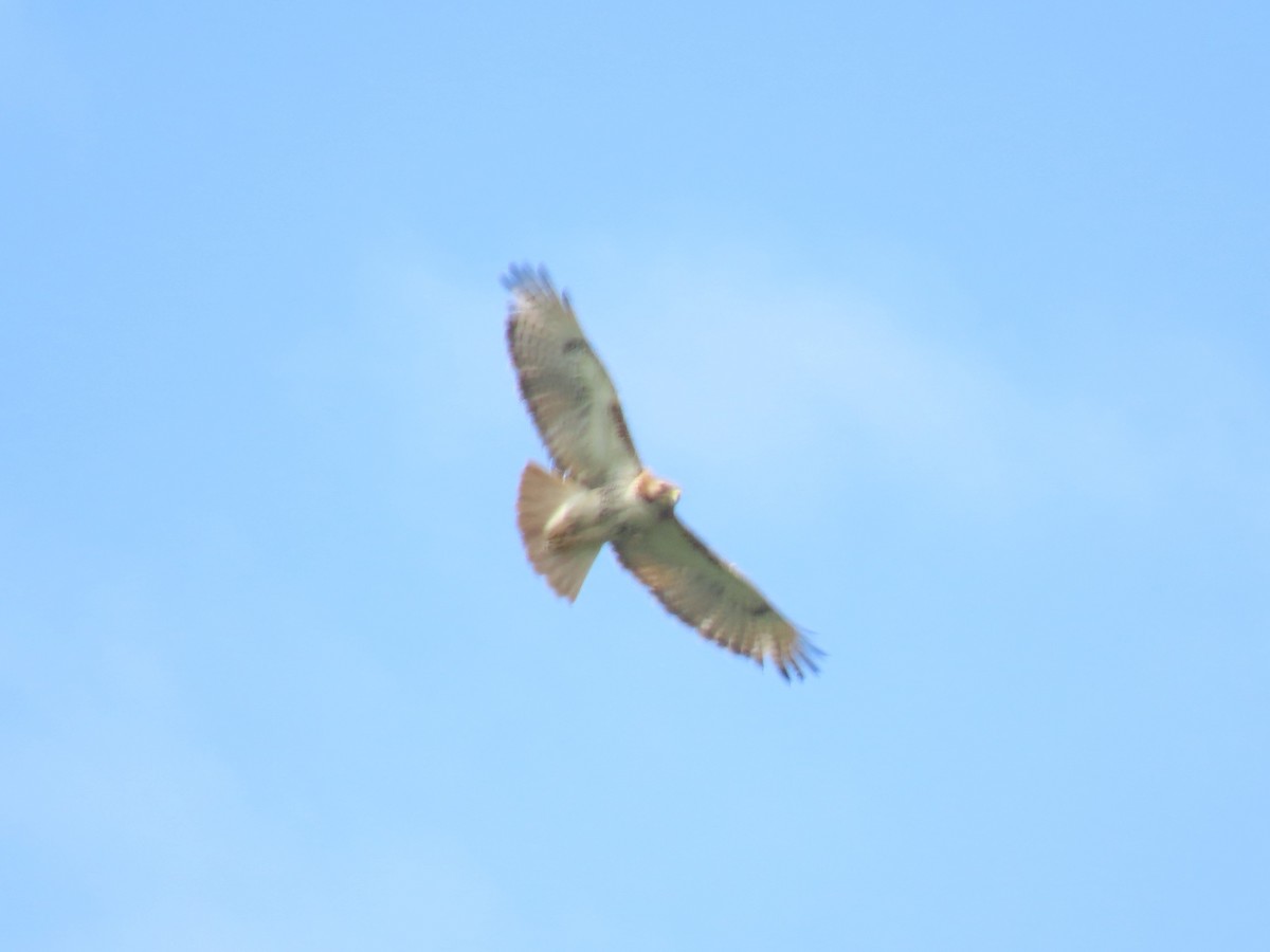 Red-tailed Hawk (borealis) - ML620670915