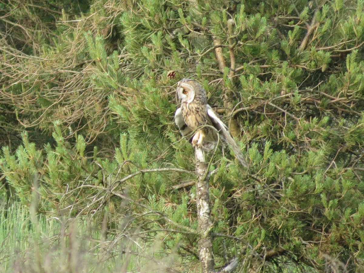 Long-eared Owl - ML620670923