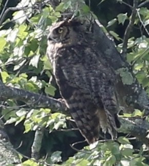 Great Horned Owl - ML620670924