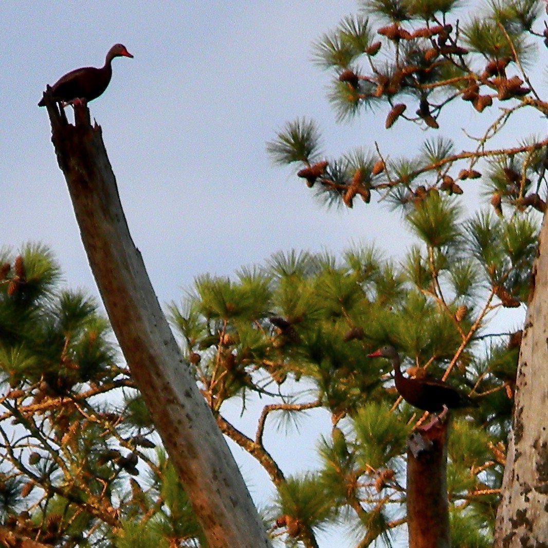 Black-bellied Whistling-Duck - ML620670929