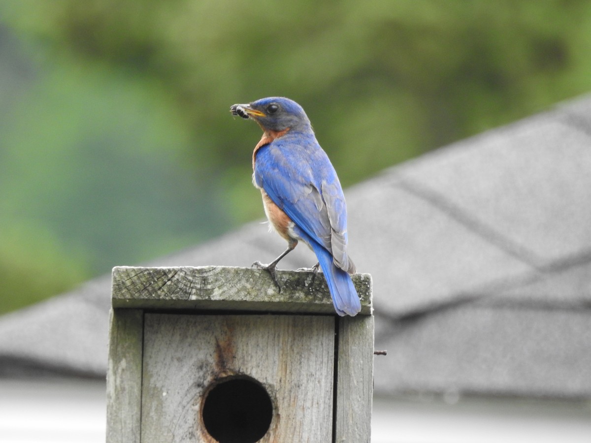 Eastern Bluebird - ML620670931