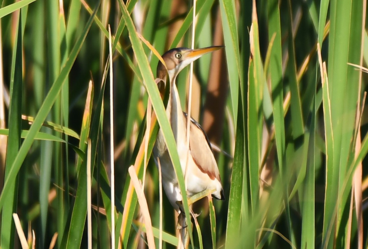 Least Bittern - ML620670942