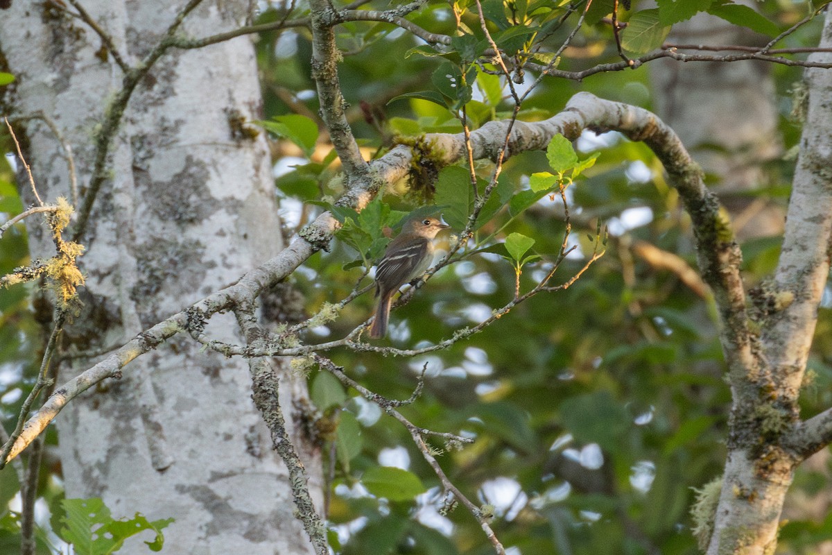 Least Flycatcher - ML620670943