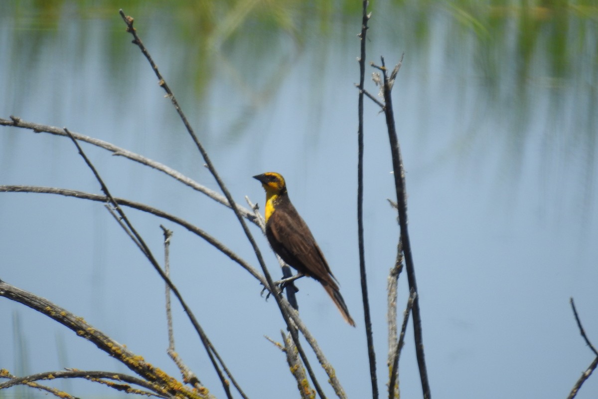 Yellow-headed Blackbird - Heidi Pasch de Viteri