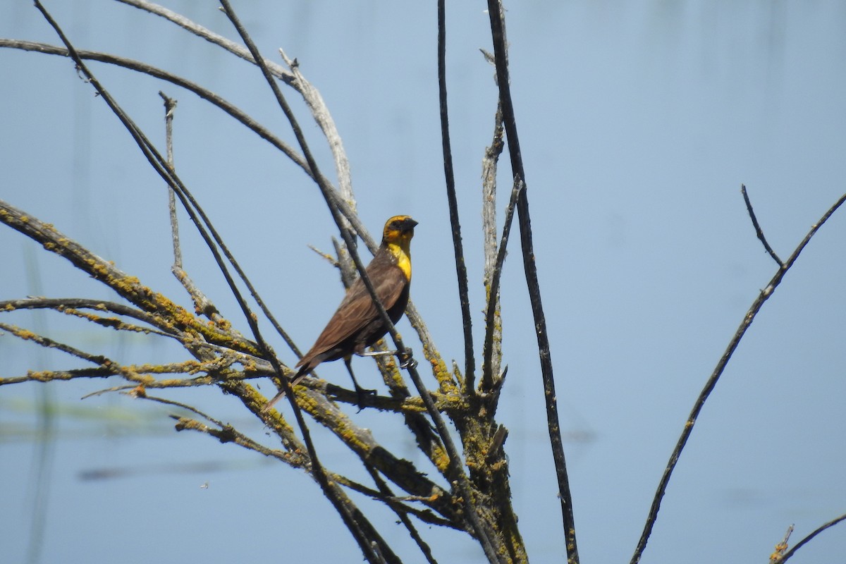 Yellow-headed Blackbird - ML620670948