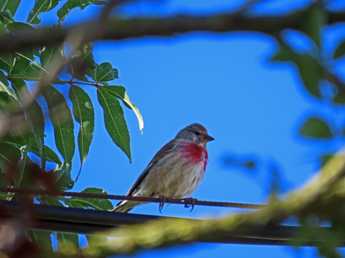 Eurasian Linnet - ML620670949