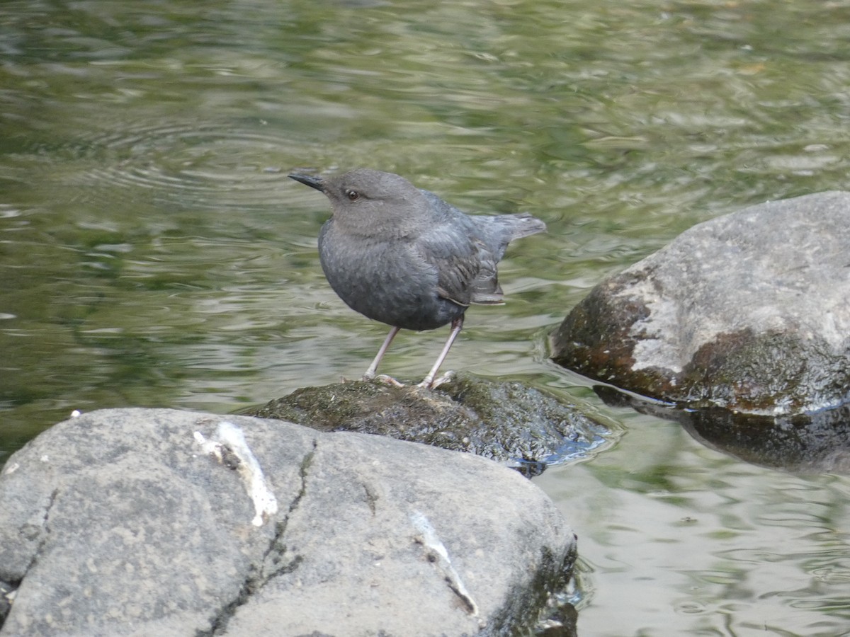 American Dipper - ML620670952