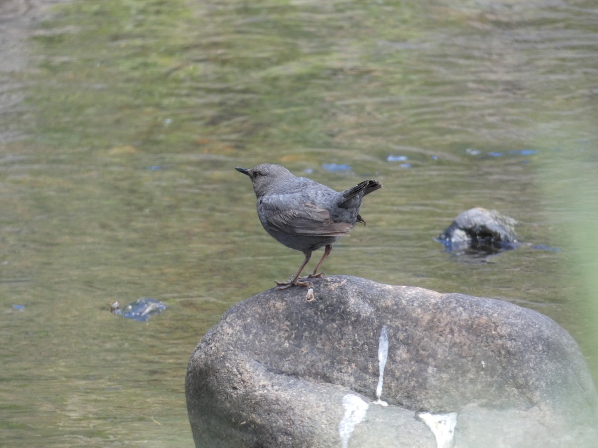 American Dipper - ML620670953