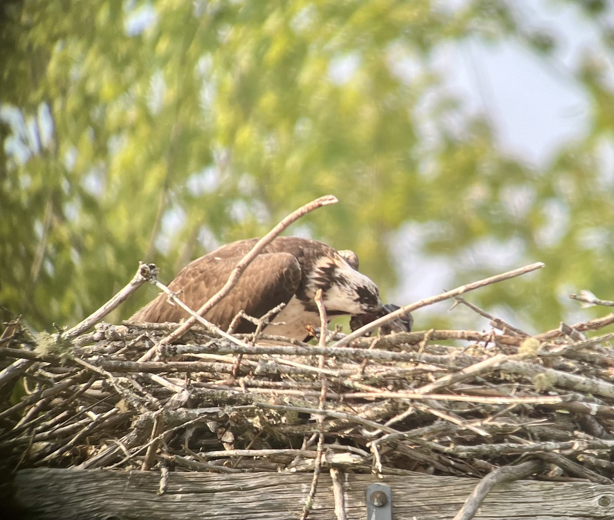 Osprey - Richard Sirull