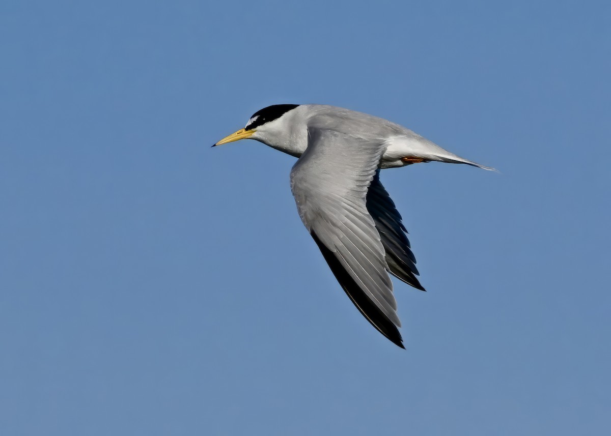 Least Tern - ML620670957