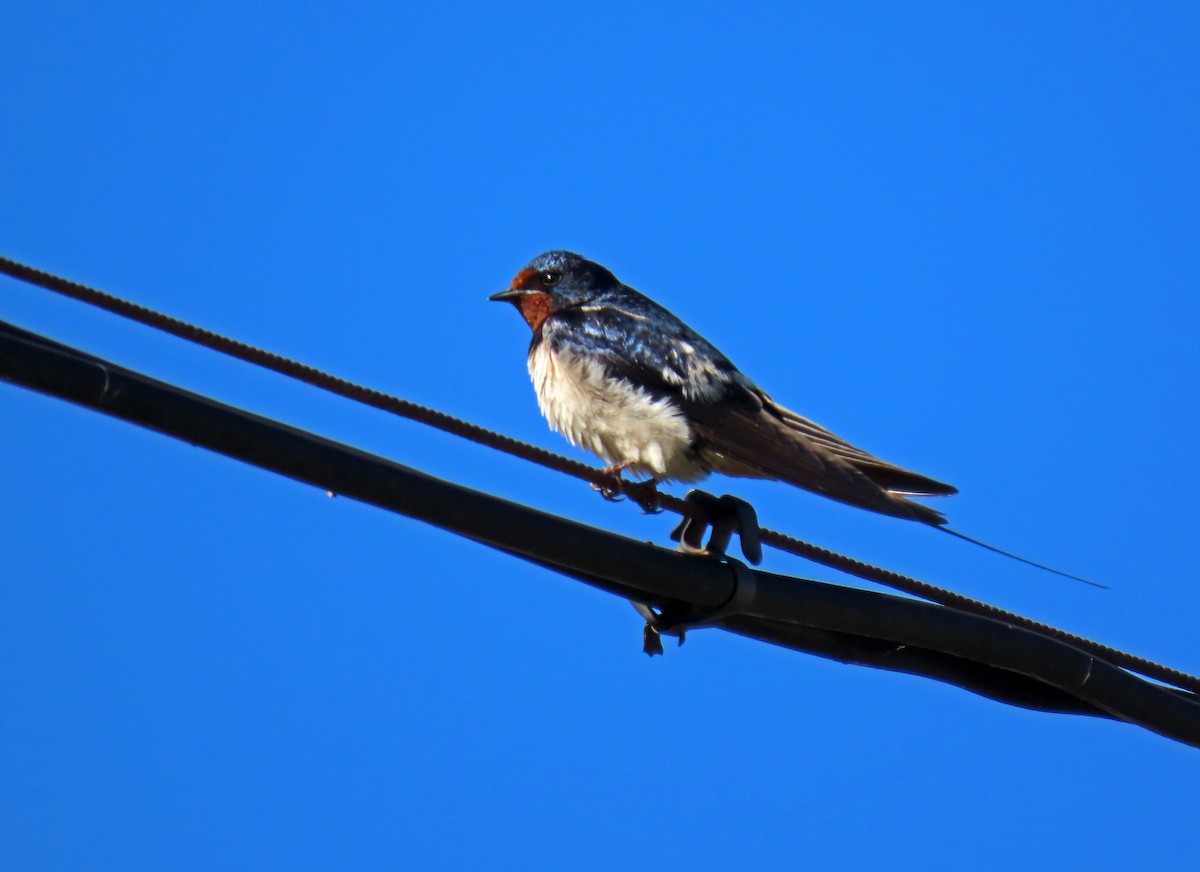 Golondrina Común - ML620670961