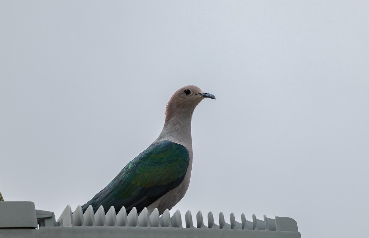 Green Imperial-Pigeon - ML620670963