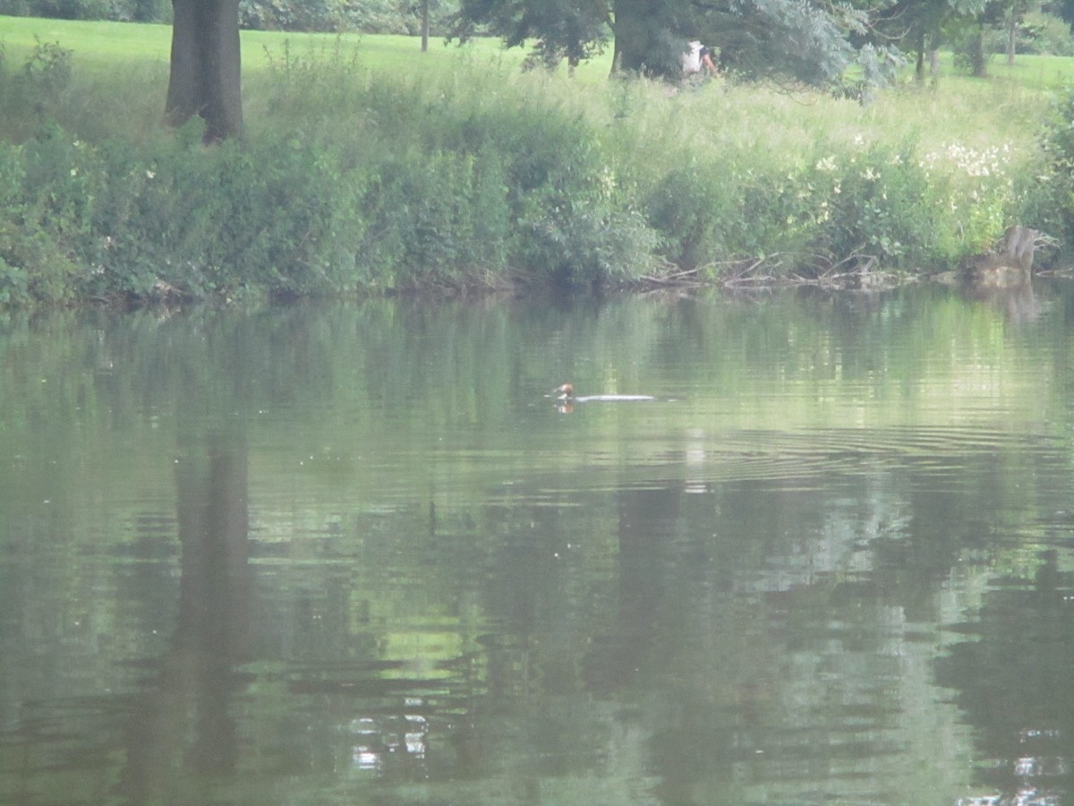 Great Crested Grebe - ML620670965