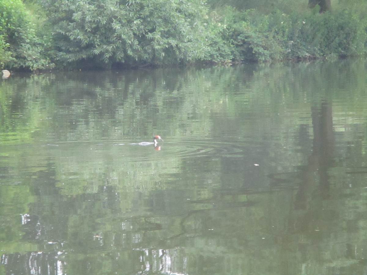 Great Crested Grebe - ML620670966