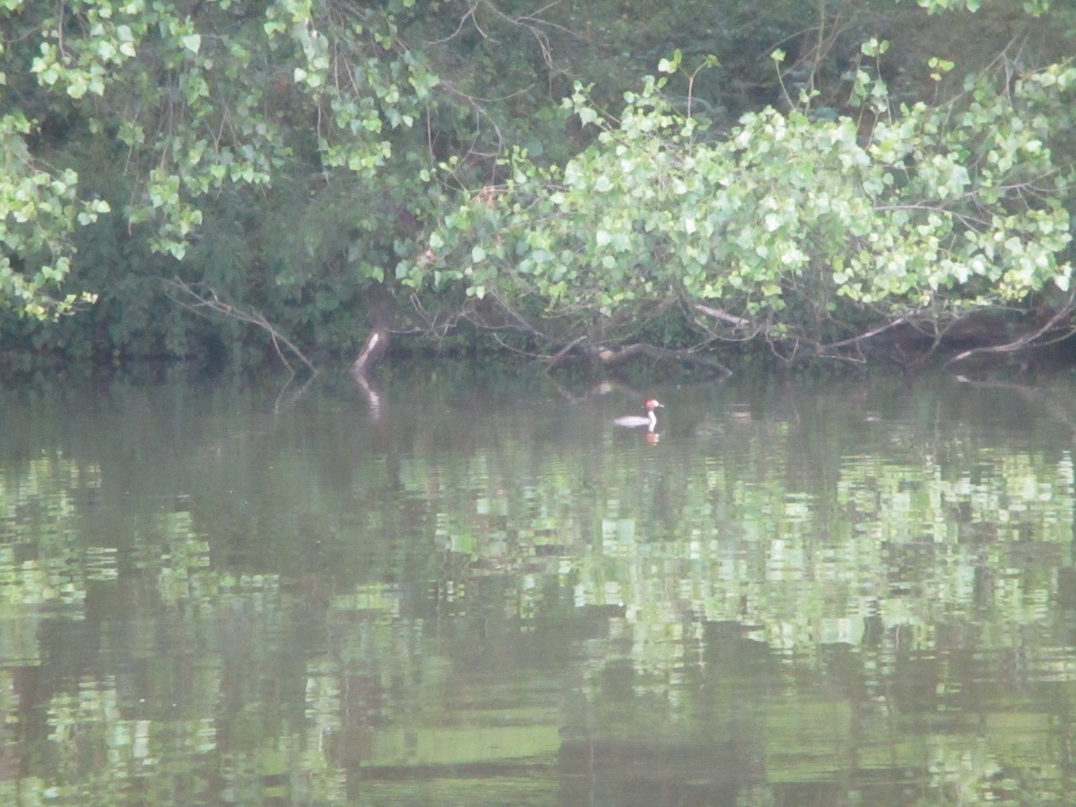 Great Crested Grebe - ML620670967