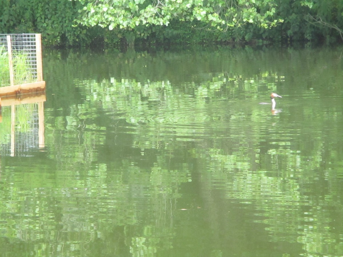 Great Crested Grebe - ML620670968