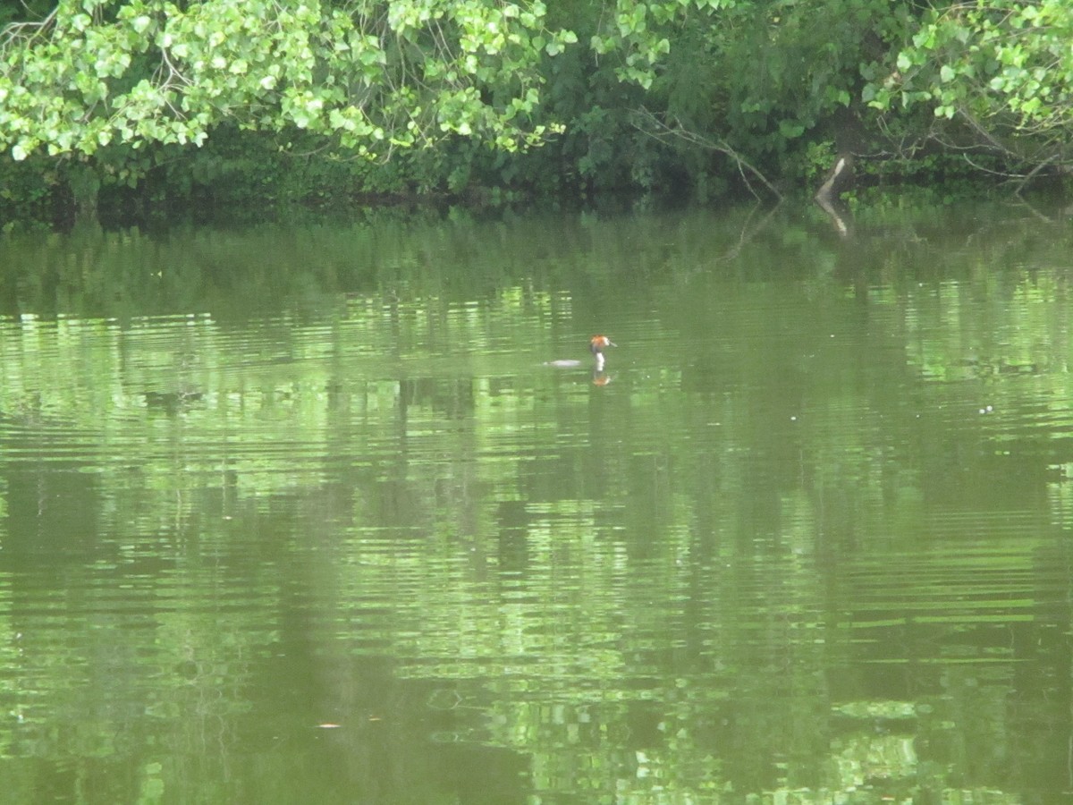 Great Crested Grebe - ML620670971