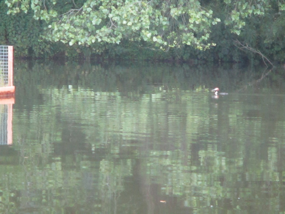 Great Crested Grebe - ML620670972